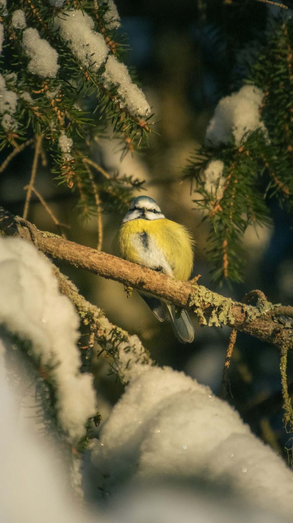 a small bird perched on a branch of a tree covered in snow