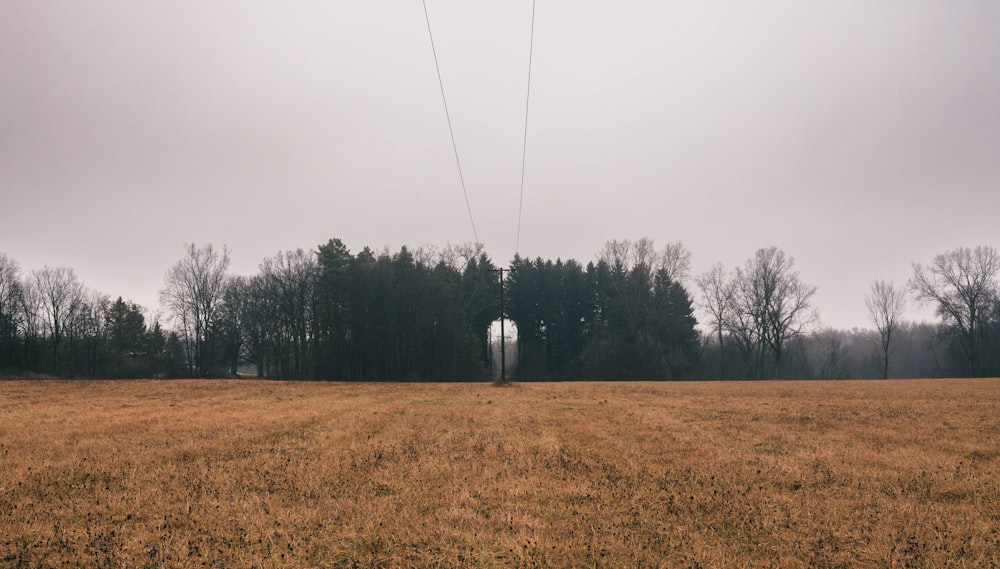 a field with a telephone pole in the middle of it