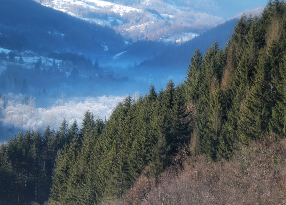 a view of a mountain range with trees in the foreground