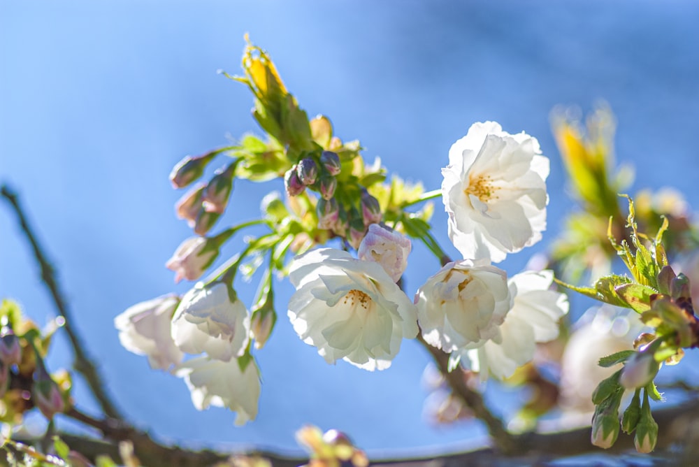 a close up of some white flowers on a tree