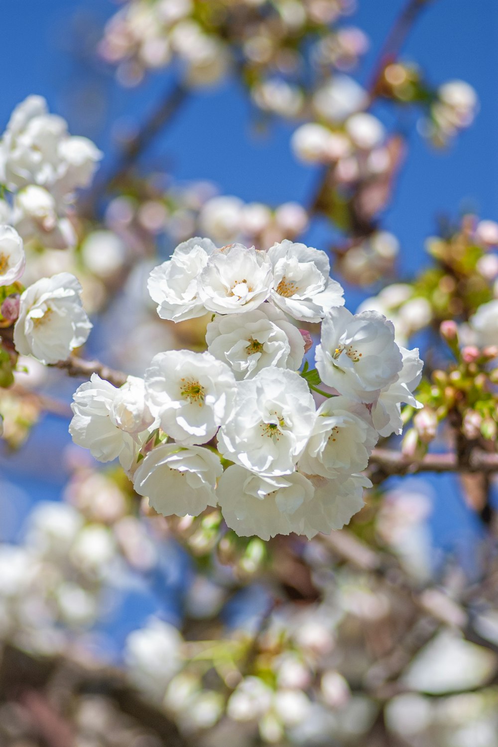 a bunch of white flowers on a tree