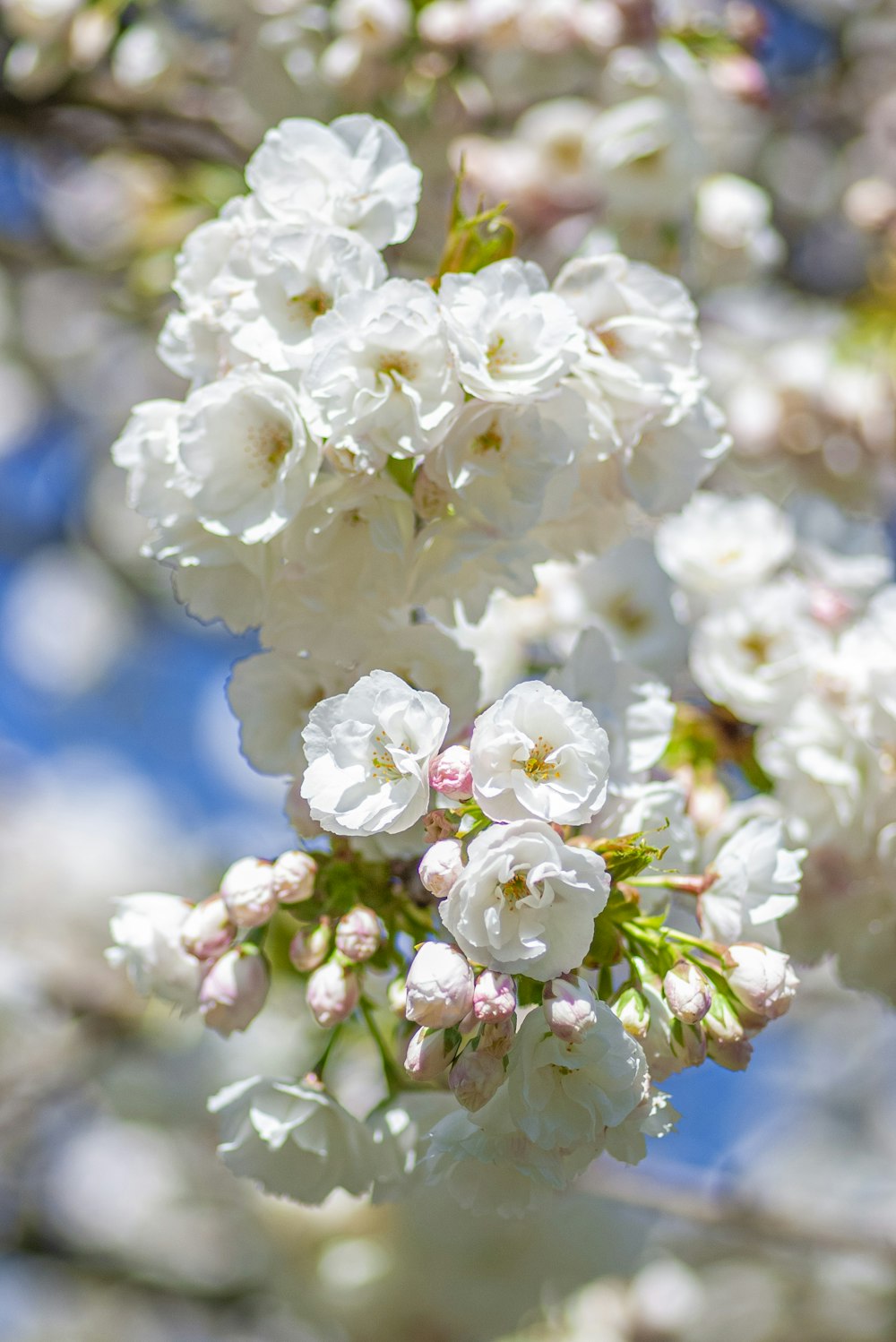 white flowers are blooming on a tree branch