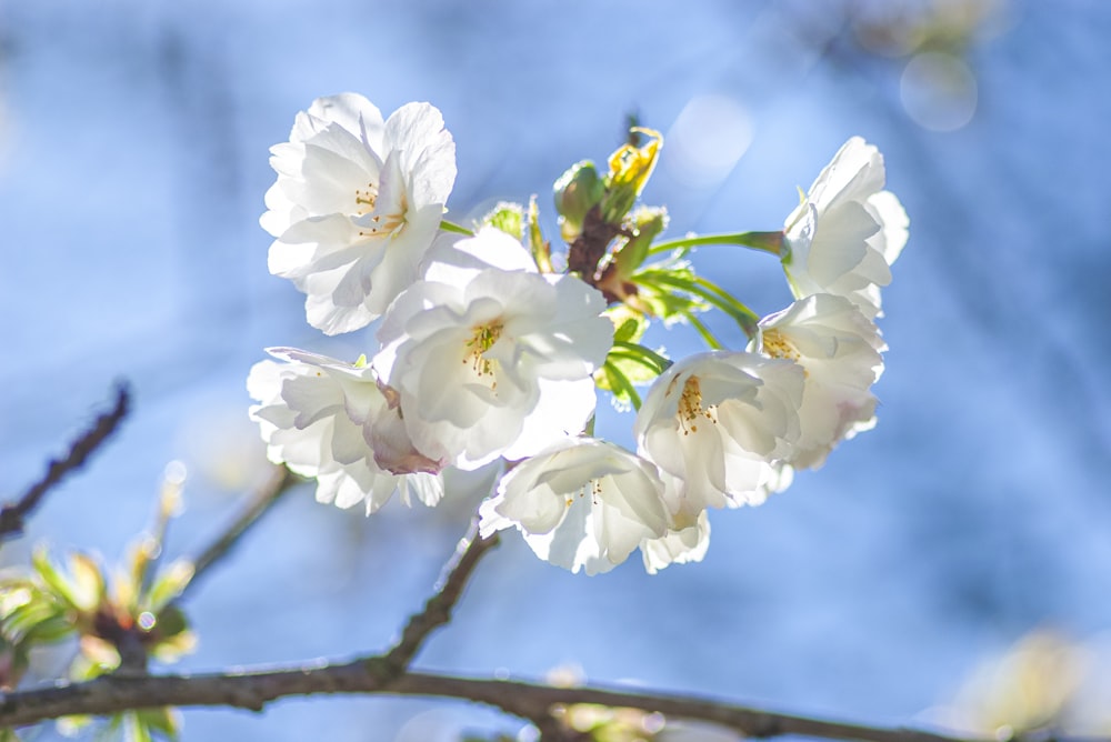 a branch of a tree with white flowers