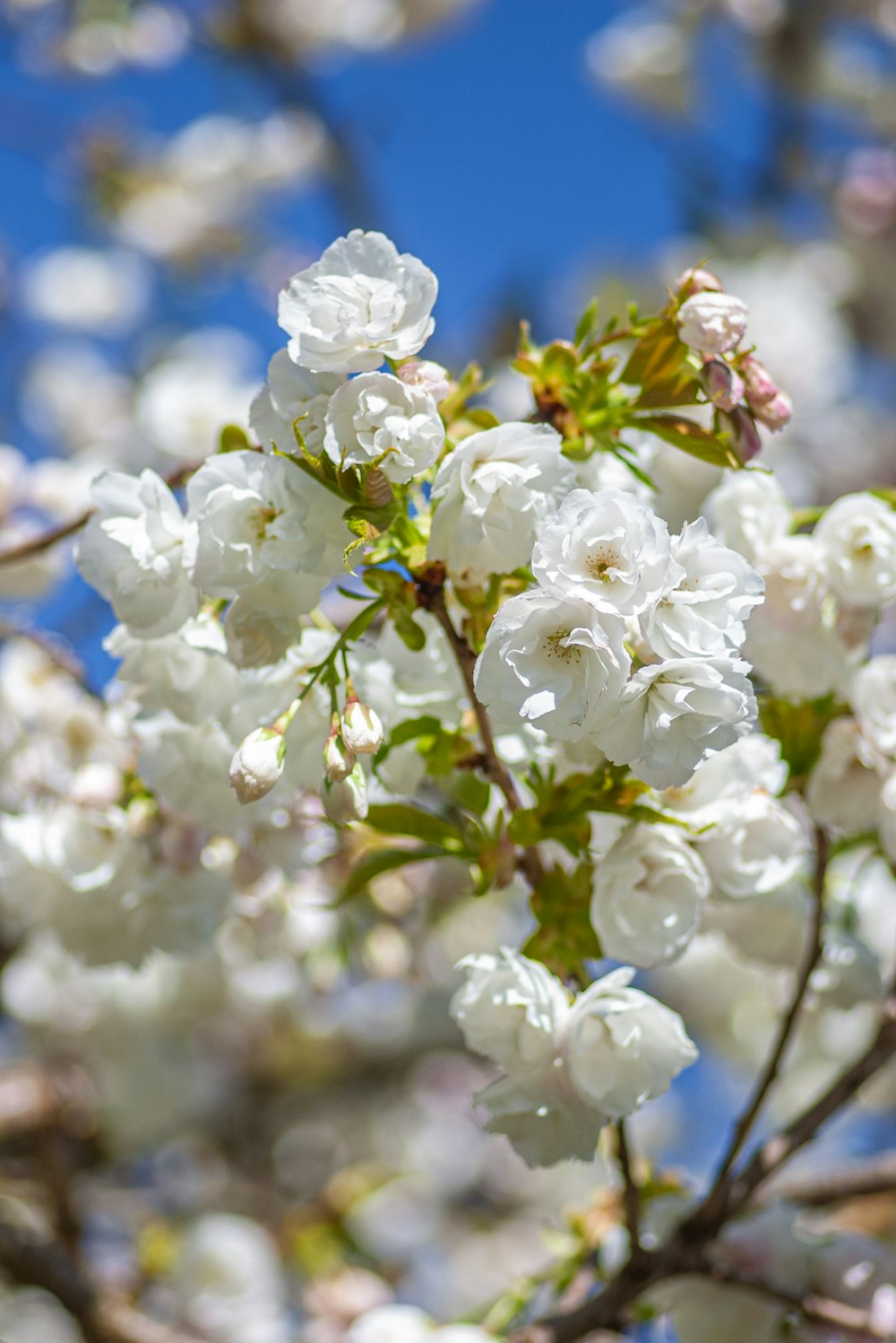 white flowers are blooming on a tree branch