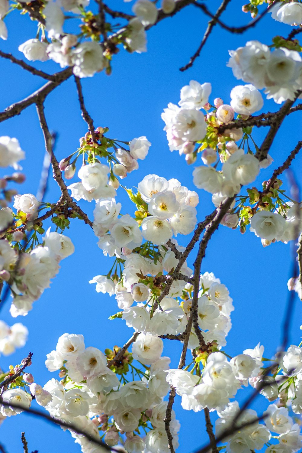 a tree with white flowers and a blue sky in the background