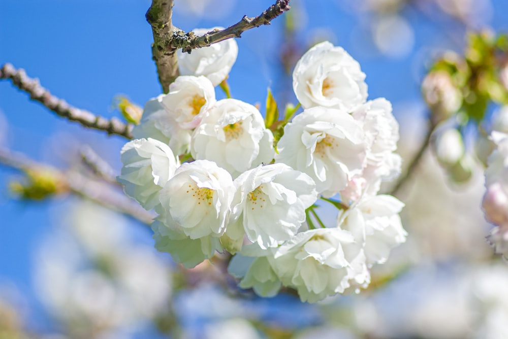 white flowers are blooming on a tree branch