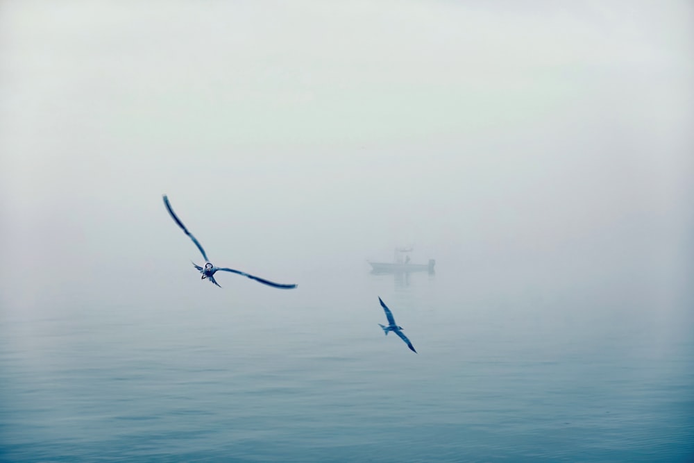 two birds flying over a body of water on a foggy day