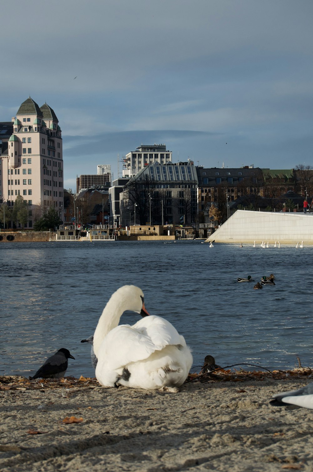 a white swan sitting on top of a beach next to a body of water