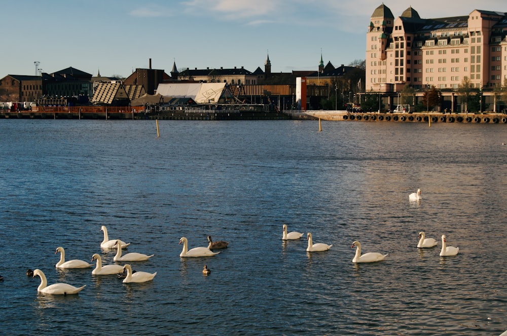 a flock of swans floating on top of a lake