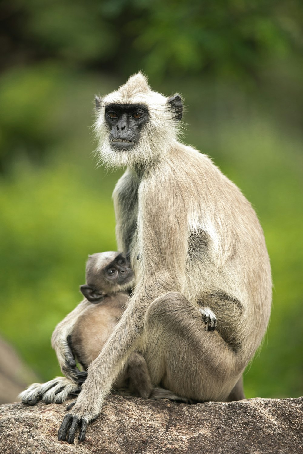 a mother and baby monkey sitting on a rock