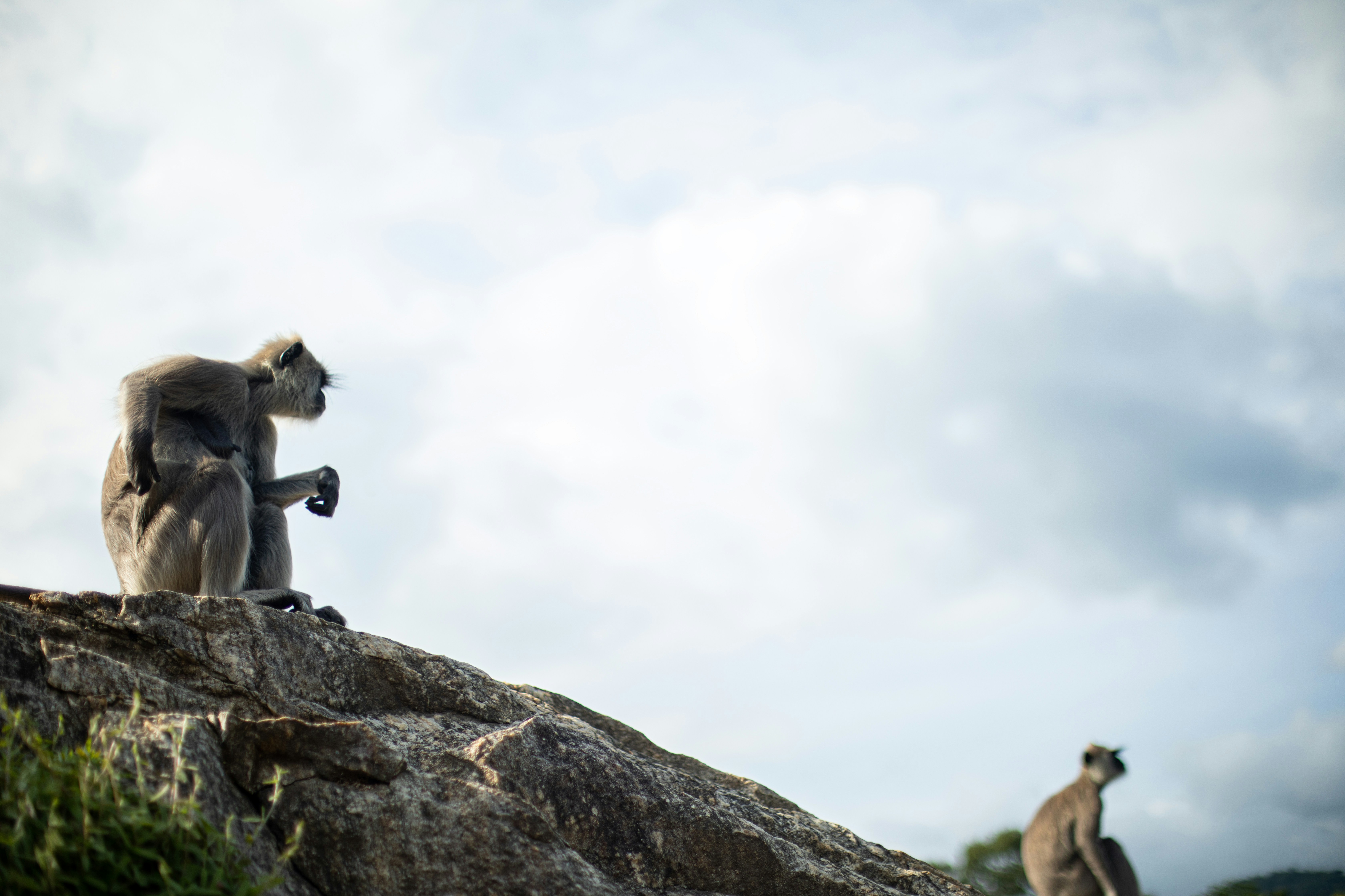 Two langur, with its long tail gracefully draped over its back, sits perched atop a moss-covered rock, surveying its lush jungle kingdom