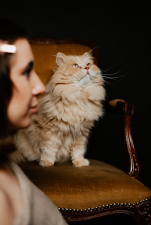 A fluffy white cat perched on a cozy chair, gazing curiously at the camera.