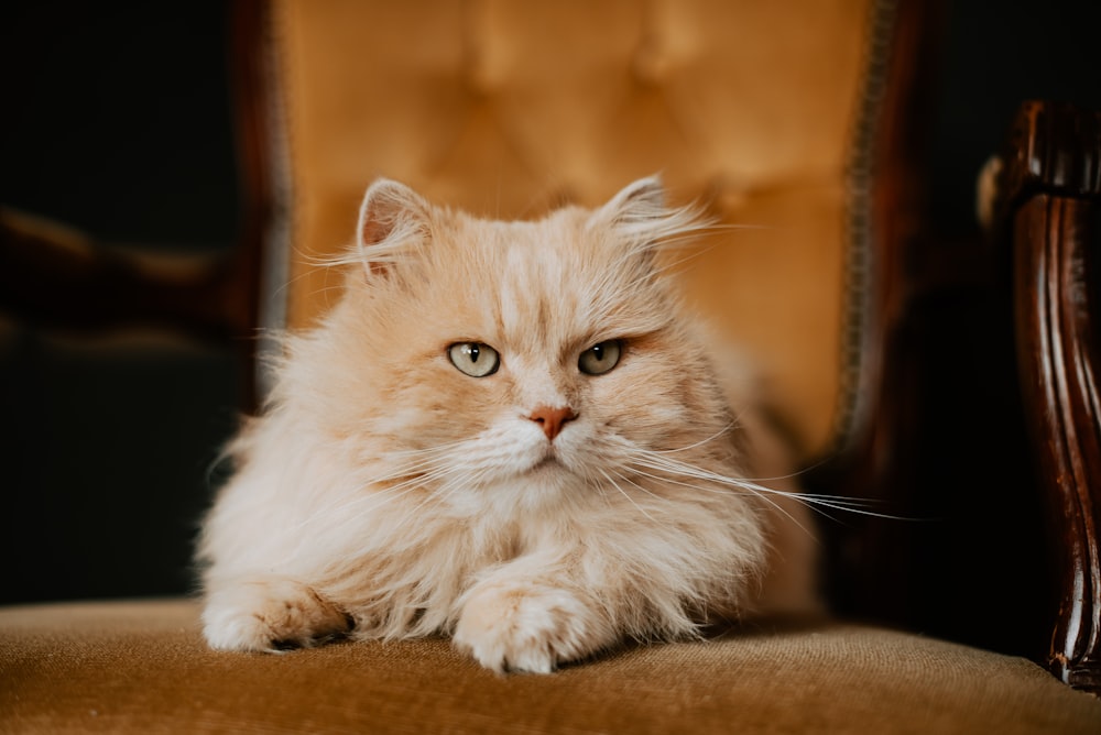 a fluffy cat sitting on top of a brown chair