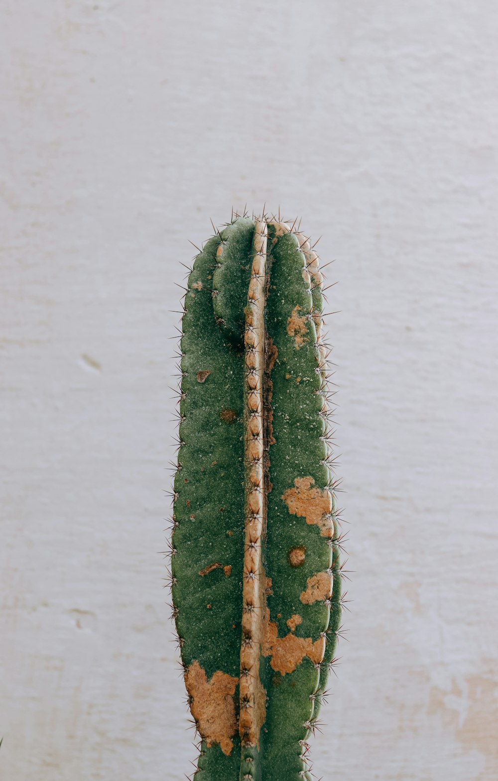 a close up of a cactus plant with a white background