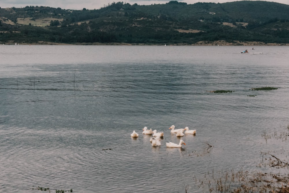 um bando de patos flutuando no topo de um lago