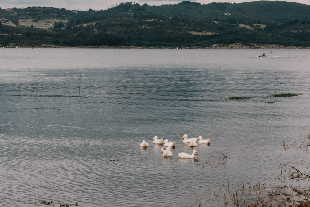 湖の上に浮かぶ鴨の群れ
