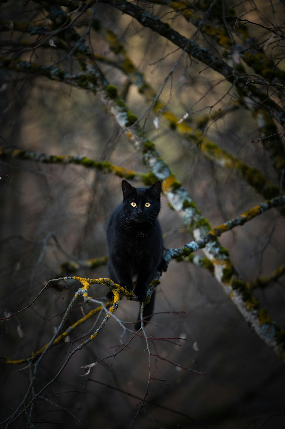 a black cat sitting on top of a tree branch