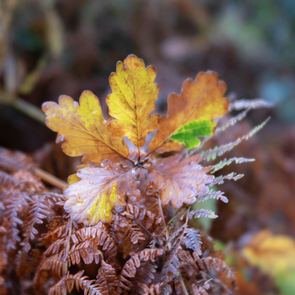 a close up of a leaf on a plant