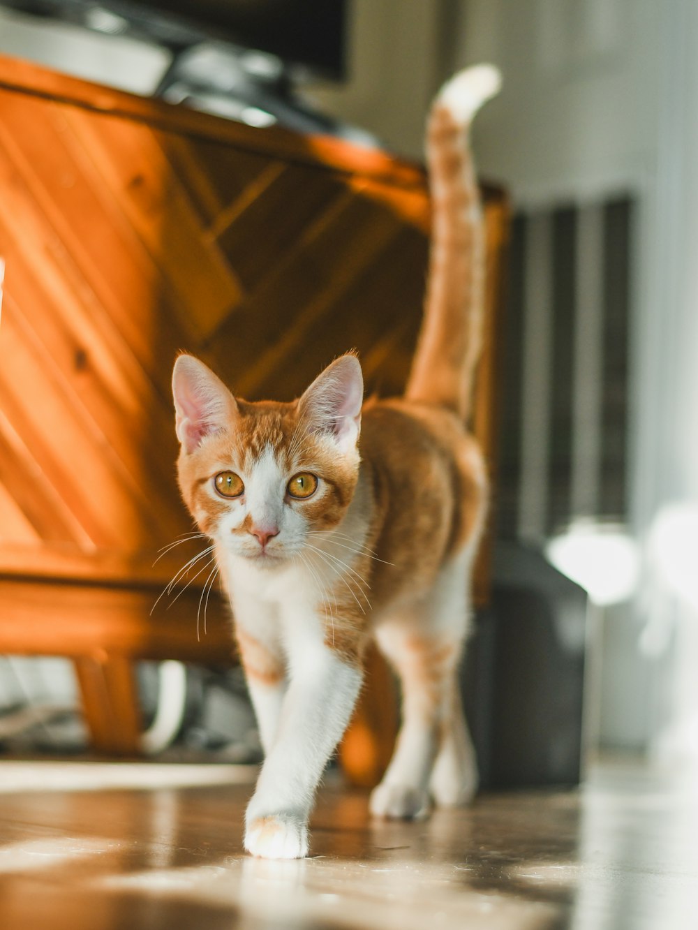 an orange and white cat walking on a tile floor