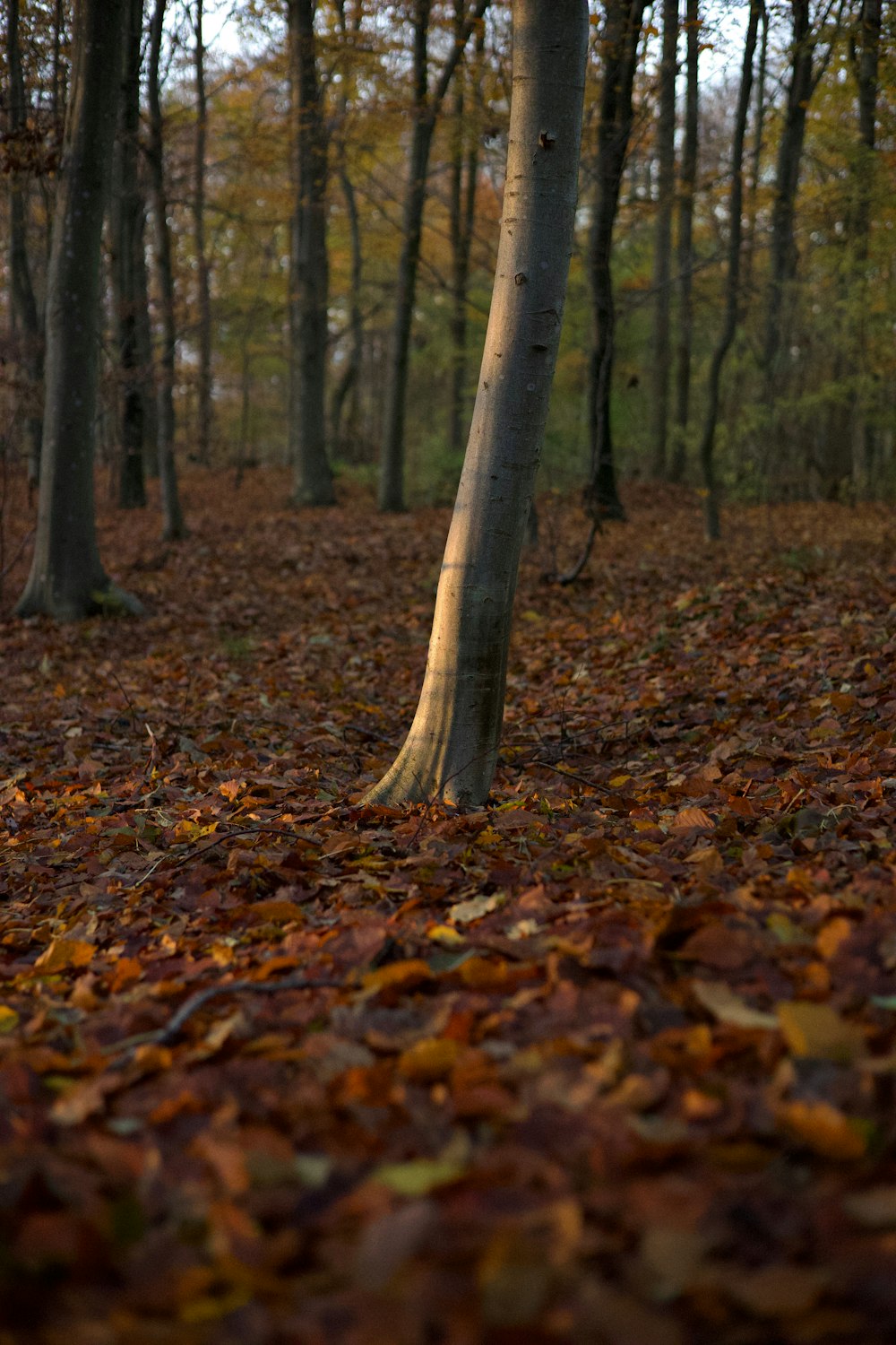 uma floresta cheia de árvores cobertas de folhas