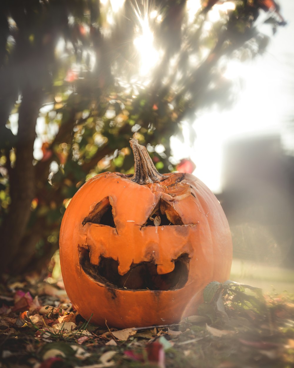 a carved pumpkin sitting on the ground in front of a tree