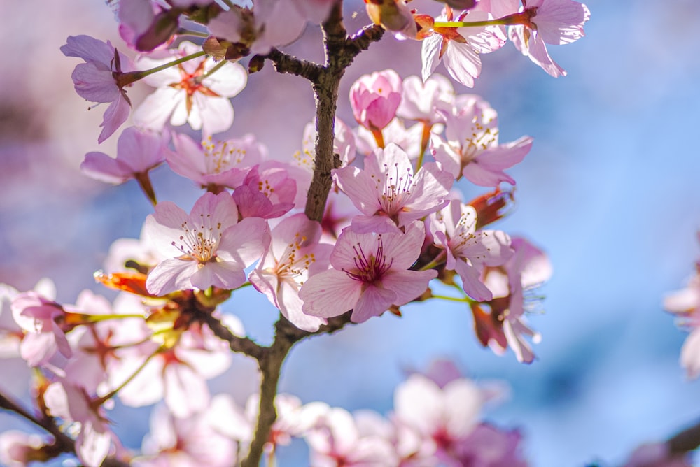 a close up of pink flowers on a tree