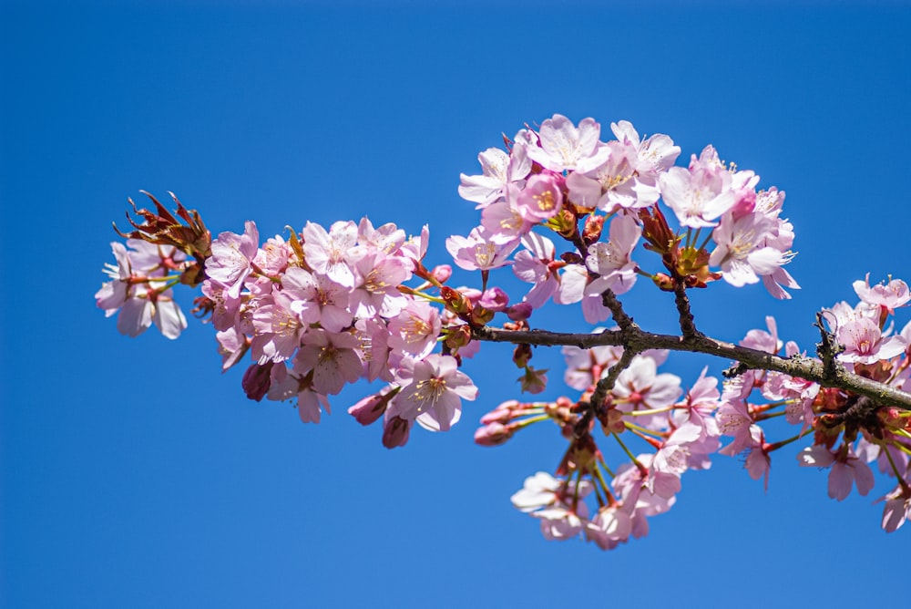 a branch of a tree with pink flowers