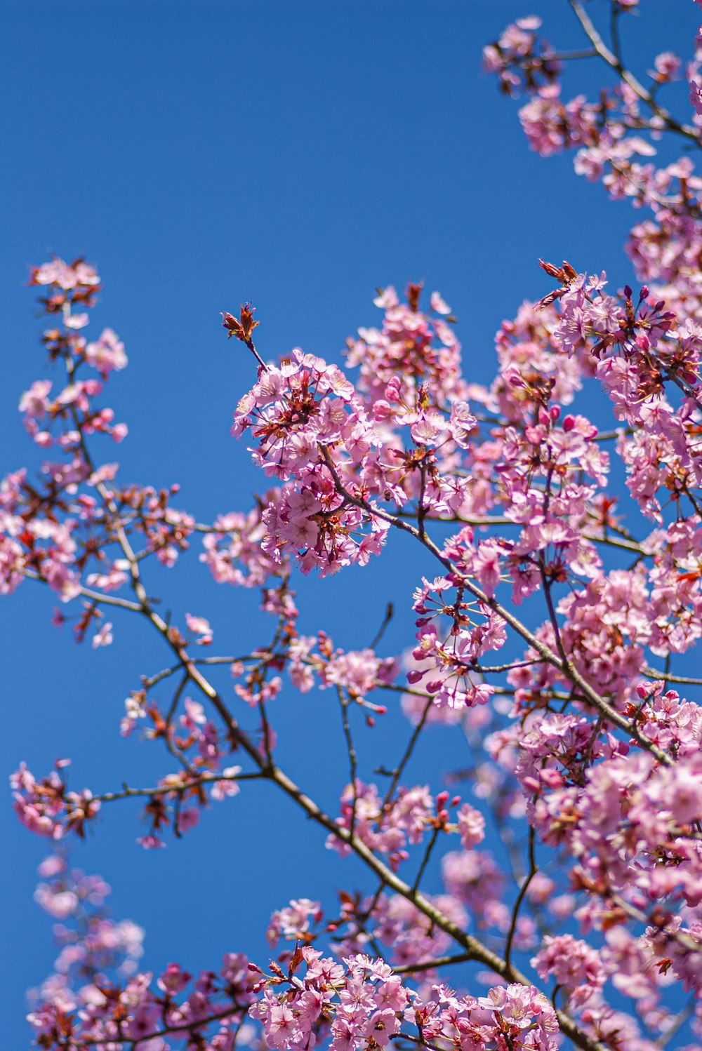 a tree with pink flowers in the foreground and a blue sky in the background