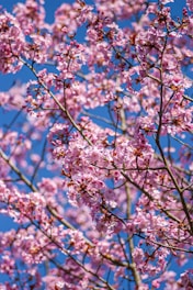 a tree with lots of pink flowers on it