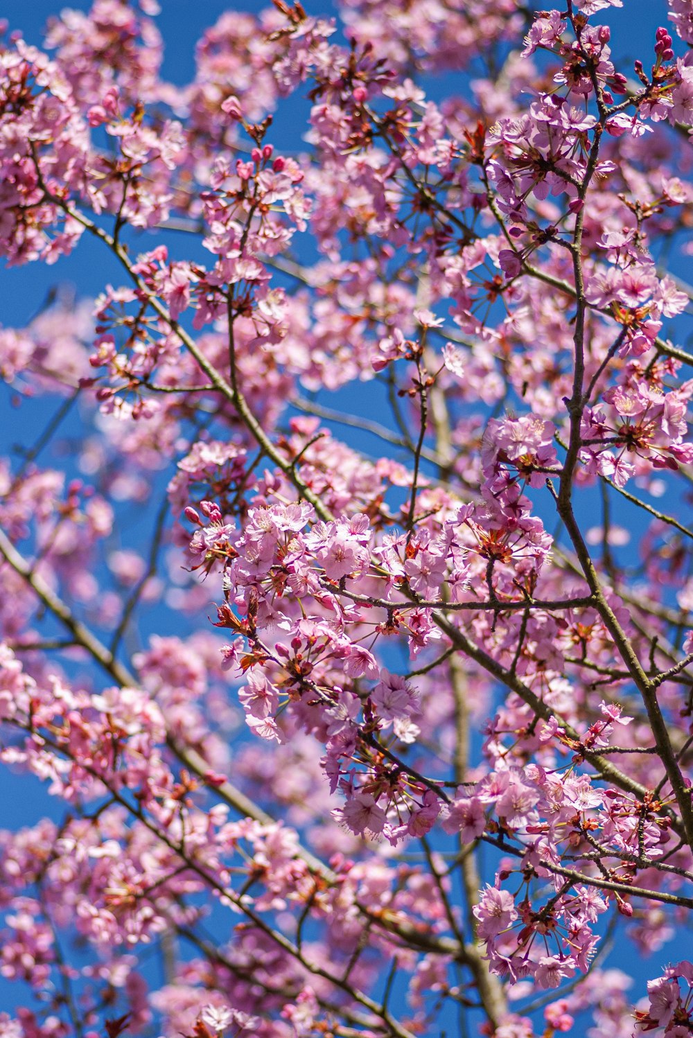 a tree with lots of pink flowers on it