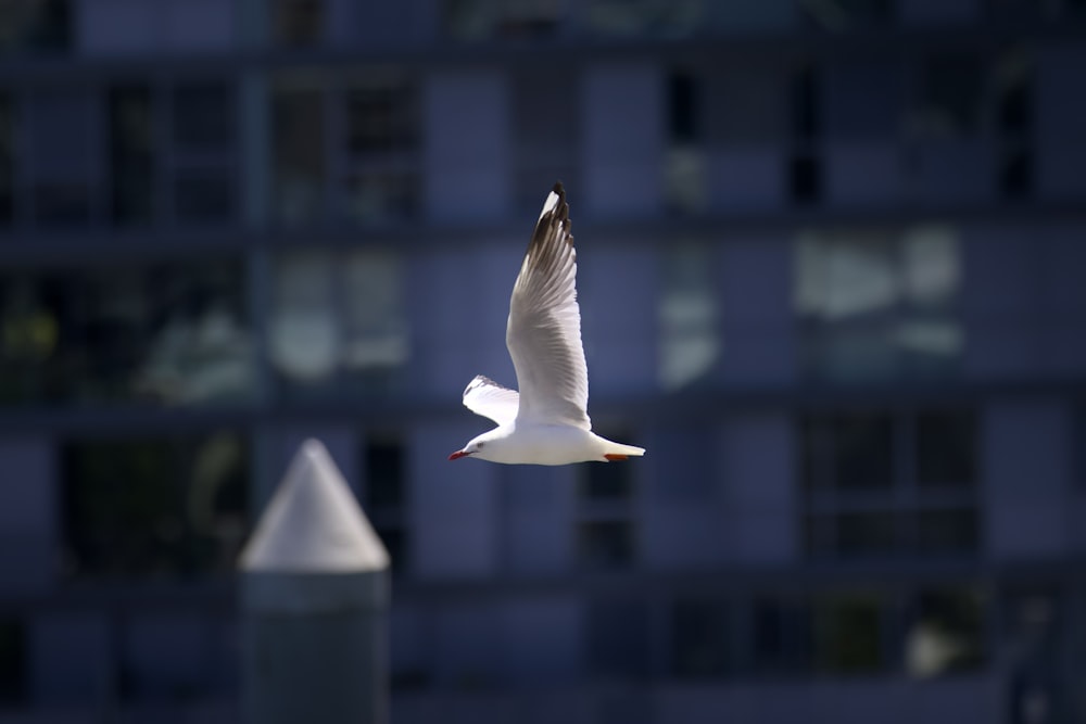 a white bird flying over a tall building
