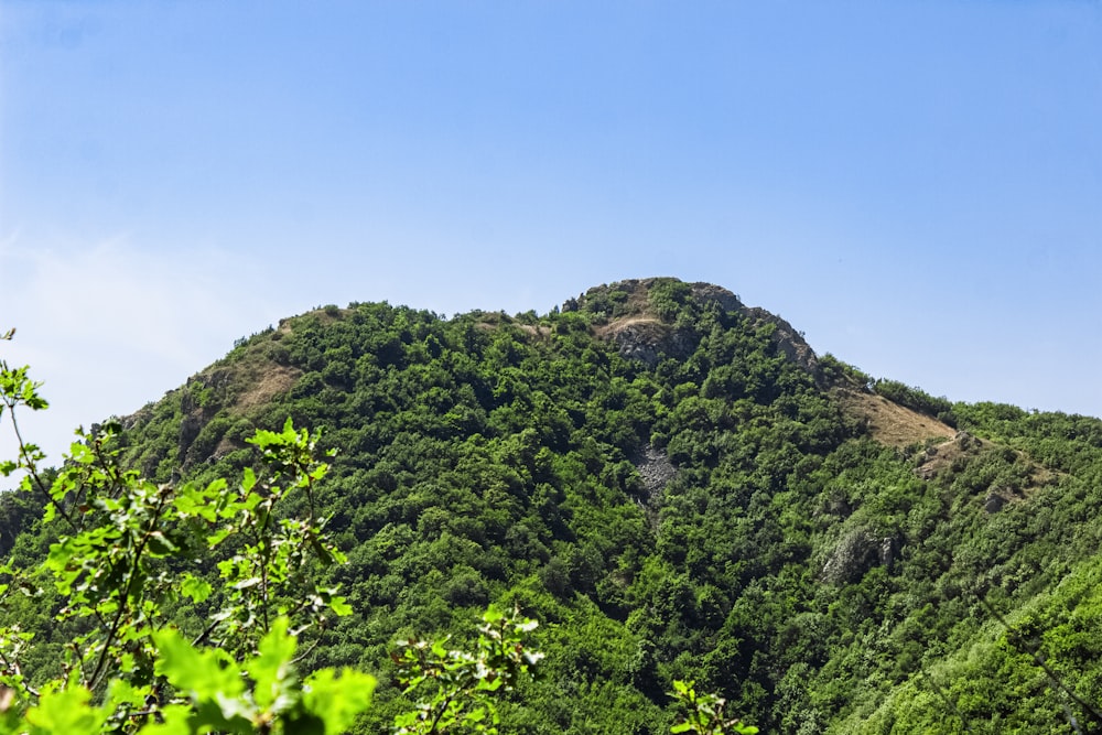 a green mountain with trees on top of it