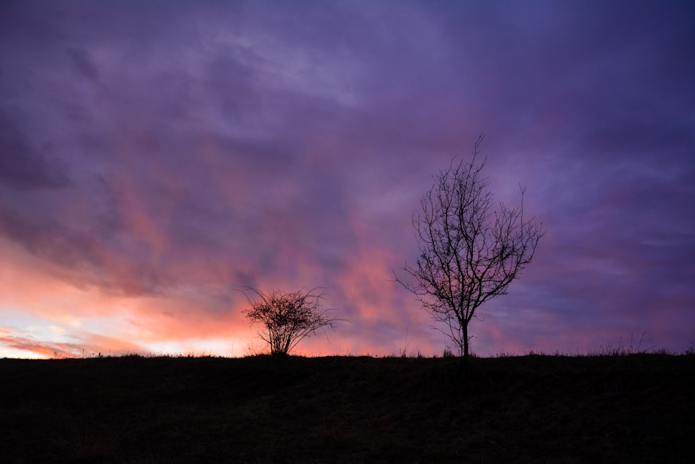 a lone tree is silhouetted against a purple sky