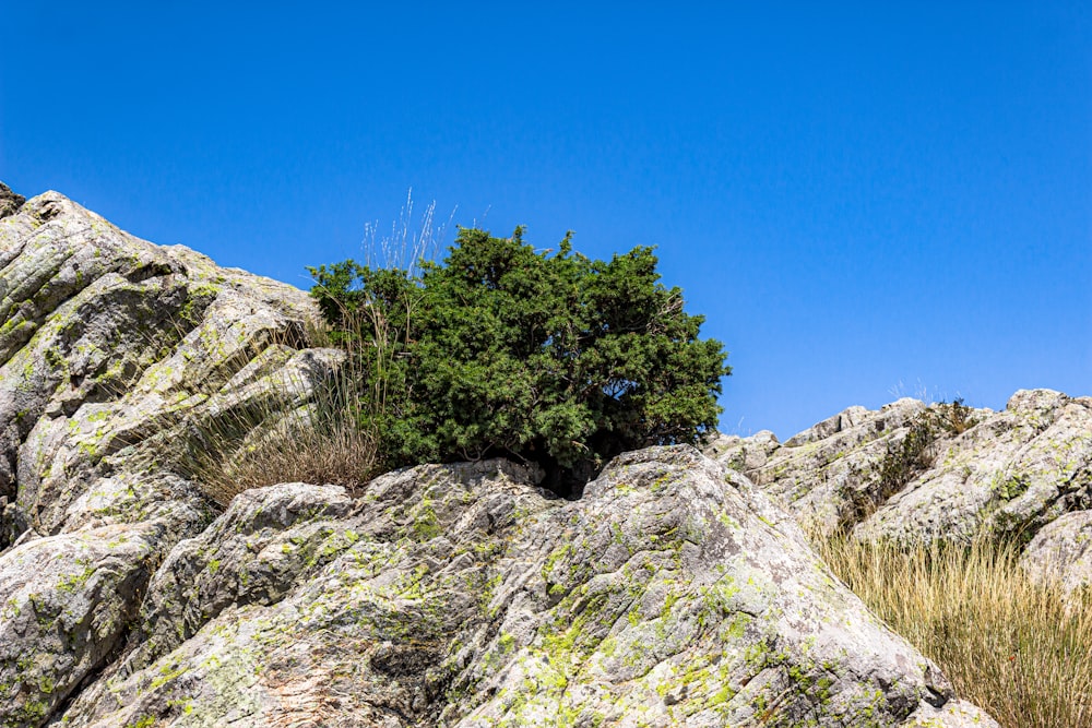 a lone tree on a rock formation with a blue sky in the background