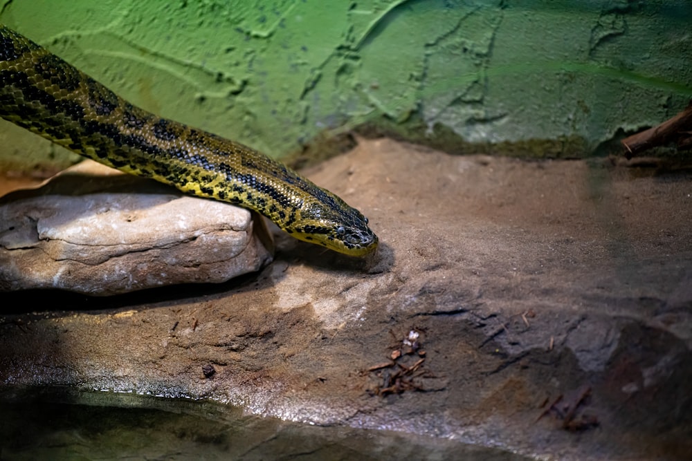 a large snake is laying on a rock