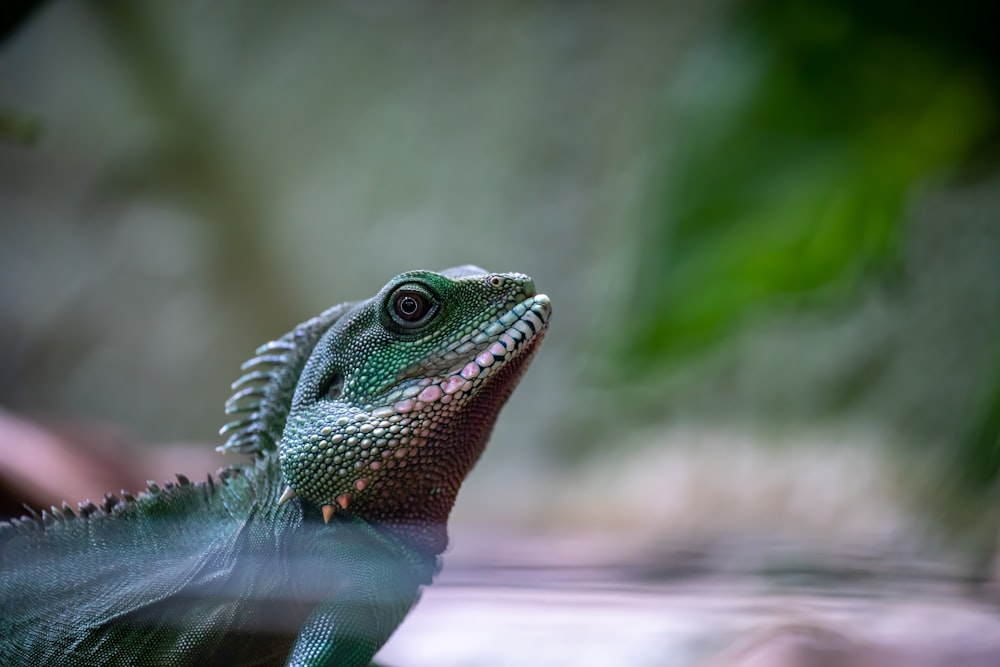 a close up of a green and black lizard