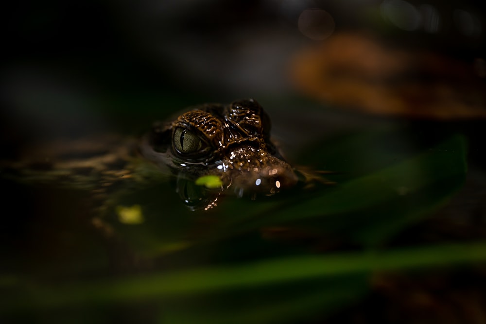 a close up of a frog in the water