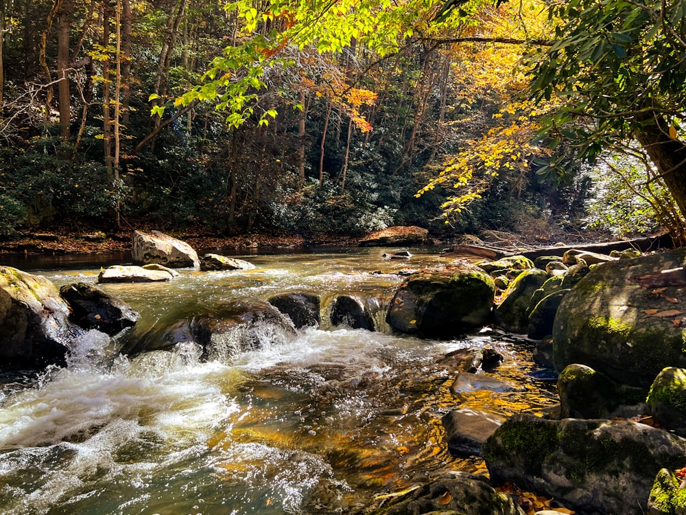 a river running through a lush green forest