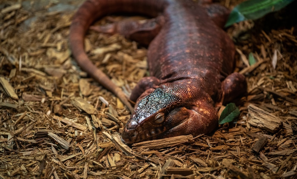 a close up of a lizard laying on a bed of wood chips