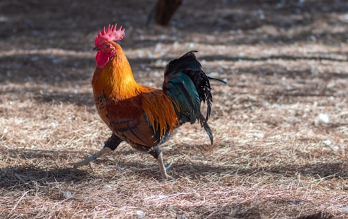 A vibrant rooster showcasing its feathers in a sunny environment.
