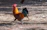 A close-up of a proud game fowl basking in warm sunlight among green grass.