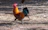 A close-up of a proud game fowl basking in warm sunlight among green grass.