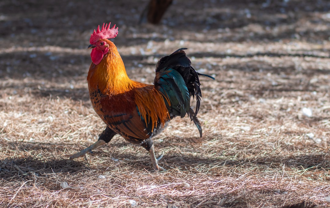 a rooster walking across a dry grass field,