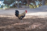 A rooster with vibrant plumage stands on a dirt ground with scattered pine needles. The rooster has a striking red comb and wattles, dark tail feathers, and a mix of tan and black body feathers. It is set against a blurred background of out-of-focus trees and soft sunlight filtering through, casting gentle shadows.