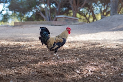 A rooster with vibrant plumage stands on a dirt ground with scattered pine needles. The rooster has a striking red comb and wattles, dark tail feathers, and a mix of tan and black body feathers. It is set against a blurred background of out-of-focus trees and soft sunlight filtering through, casting gentle shadows.