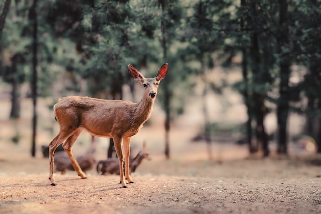 A serene deer standing quietly in a misty forest.