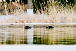 Several ducks are swimming peacefully on a serene body of water surrounded by dried reeds and grasses. The setting suggests a natural, calm environment with the water reflecting the vegetation.