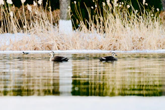 Ducks swimming and resting by a serene pond surrounded by tall grasses and trees in a countryside setting.