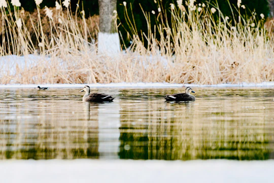 Ducks swimming and resting by a serene pond surrounded by tall grasses and trees in a countryside setting.