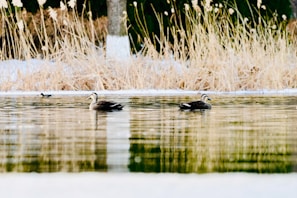 Several ducks are swimming peacefully on a serene body of water surrounded by dried reeds and grasses. The setting suggests a natural, calm environment with the water reflecting the vegetation.